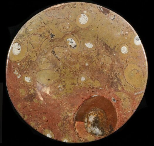 Fossil Orthoceras & Goniatite Plate - Stoneware #40531